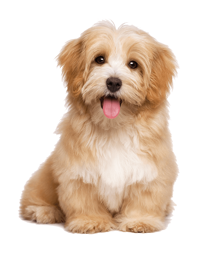 all pets grooming naples fl
